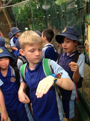 Yr 2 sydney wildlife butterfly